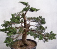 Juniperus chinensis "Blaauws" 2009