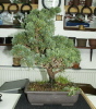 Chinawacholder (Juniperus Chinensis) 2007