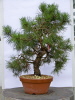 Föhre (Pinus silvestris) 2009