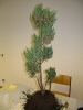 Wacholder (Juniperus) Demo