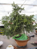 Orientfichte (Picea orientalis) 2010