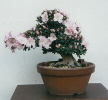 Satsuki Azalee "Gyoten" (Rhododendron indicum) 2000